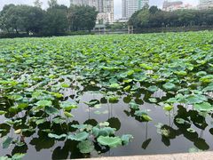 -荔湾湖公园