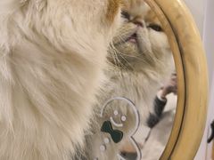 -有猫主题·治愈系猫咖(曾厝垵店)