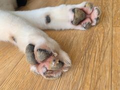 -Husky Go! 哈士奇体验馆·宠物咖啡厅狗咖