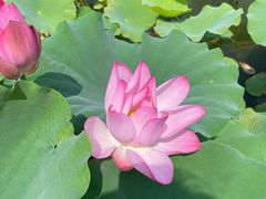 -莲花池公园