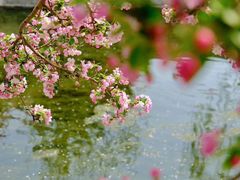 -海棠花溪(元大都城垣遗址公园)