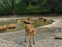 -北京野生动物园