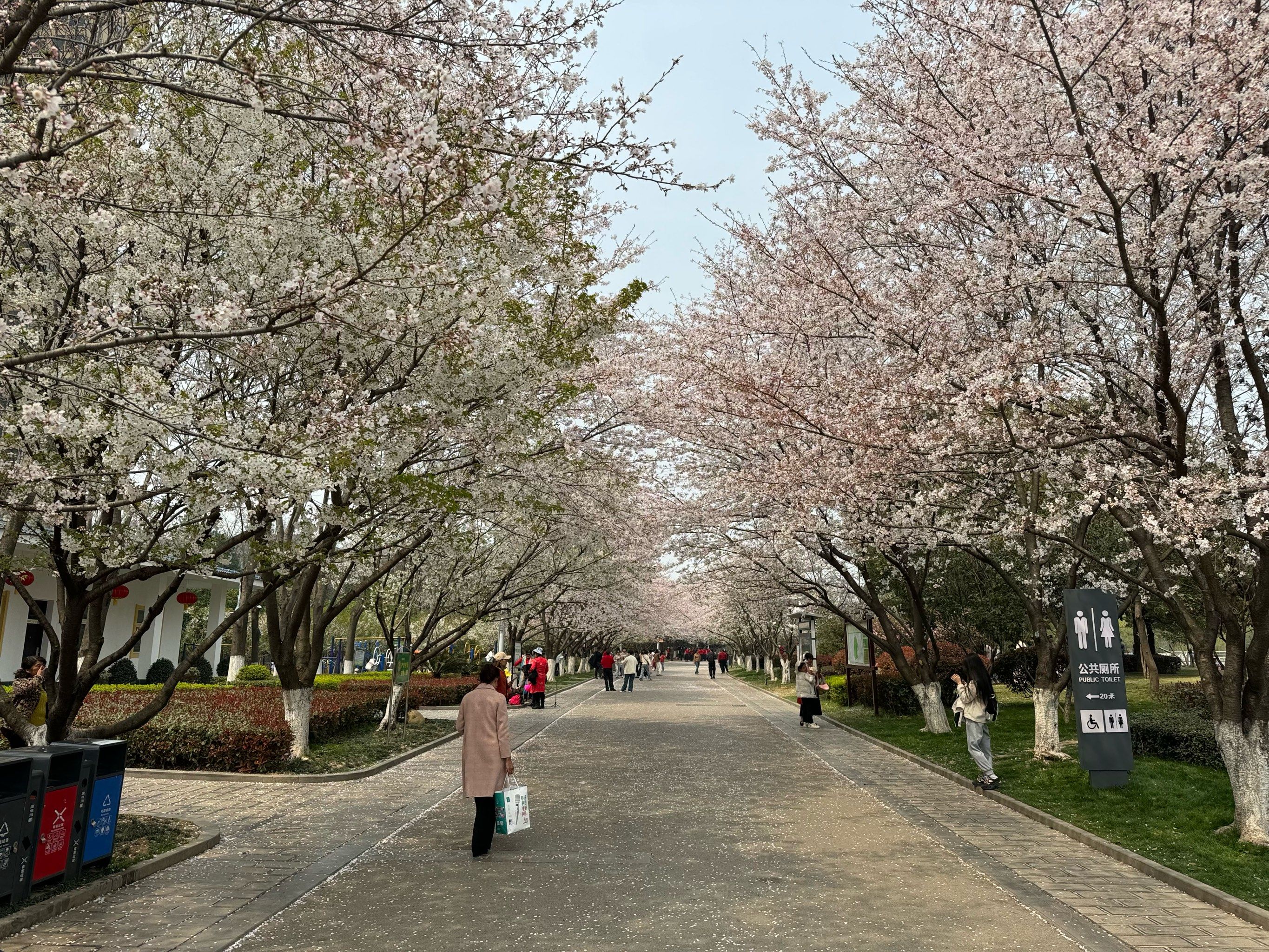 宜昌宜都文峰公园樱花开啦