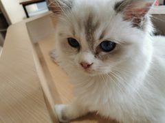 -瞄一喵猫咖(格力海岸店)
