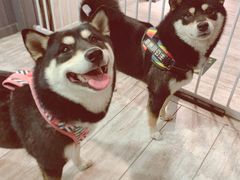 -百好乐宠物友好餐厅(朝外大街店)