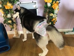 -Husky Go! 哈士奇体验馆·宠物咖啡厅狗咖