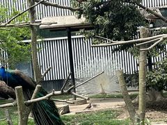 -成都动物园