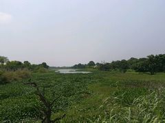 -鹤之洲湿地公园