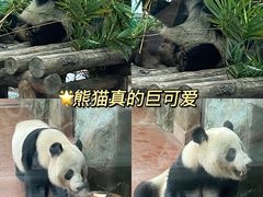 -广州动物园