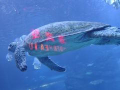 -太平洋海底世界