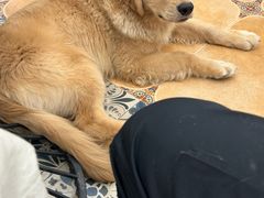 -Let's go狗咖·猫咖·奶狗·桌游(春熙路IFS店)
