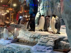 -帝企鹅自助餐厅•儿童岛•真企鹅(长隆企鹅酒店)