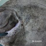 原汁原味的清蒸多宝鱼,不加其他料