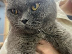 -有喵·猫咖·狗咖·30几只猫10只小狗(岗厦店)