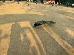 -秦皇岛野生动物园