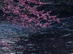 -杭州植物园