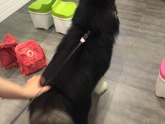 -PETKIT小佩宠物(古北店)
