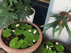 -溪岸路花鸟市场