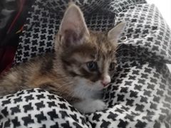 -瑞派动物医院·猫专科·至诚(江南中分院)