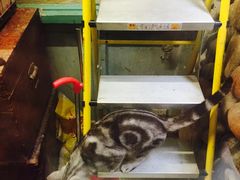 -猫咪博物馆(顶澳仔猫街店)