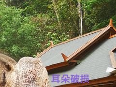 -野象谷景区