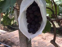 -马陆小张葡萄园农家乐