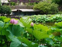-陈家山荷花公园