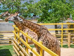 -西霞口神雕山野生动物世界