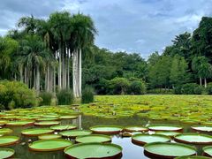 -中国科学院西双版纳热带植物园