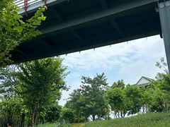 -王借岗森林公园