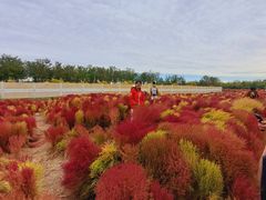 -天津东丽湖风景区