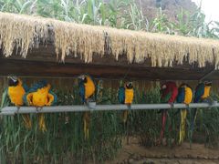 -西霞口神雕山野生动物世界