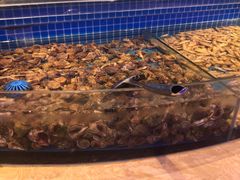 水产区-乔哥铭洋海鲜自助(皇城恒隆广场店)