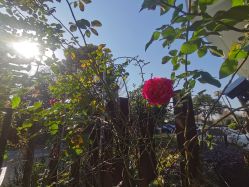 点击看大图 -安琪朵朵独栋花园月子中心