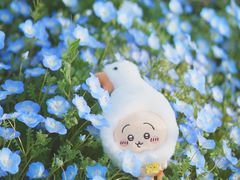 -上海辰山植物园