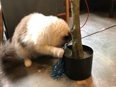 -咖法森林·咖啡  酒吧(天河店)