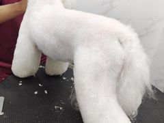 -瑞鹏宠物医院·超声·骨科·奇麟分院(蜀都万达店)