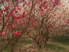 -蜀冈西峰生态公园