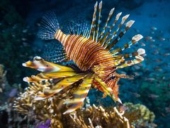 -罗莎蛋糕(赤岗店)