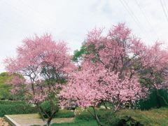 -八卦田遗址公园