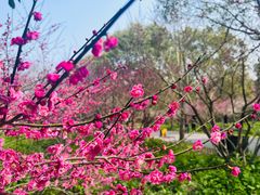 -上海海湾国家森林公园