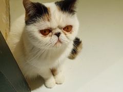 -猫色咖啡·猫咖