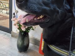 -严国平动物医院(德政总院)