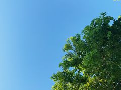 -蒙古原烤羊排(龙岗店)