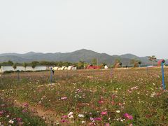 -天适樱花悠乐园