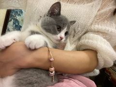 -lincat·猫舍(广州店)