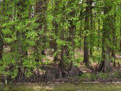 -上海海湾国家森林公园