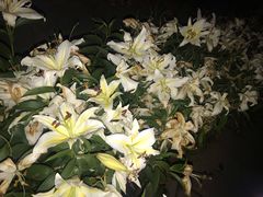 -荷兰花海