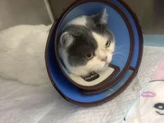 -爱妮康宠物医院·干细胞免疫细胞·肿瘤·心脏(张江店)