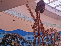 -陕西自然博物馆